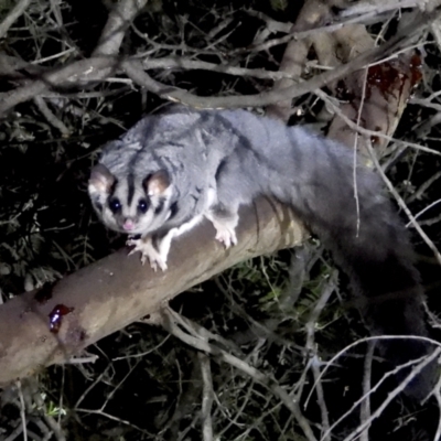 Petaurus norfolcensis (Squirrel Glider) at Wodonga Regional Park - 15 Mar 2021 by WingsToWander