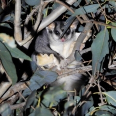 Petaurus norfolcensis (Squirrel Glider) at Bandiana, VIC - 15 Mar 2021 by WingsToWander