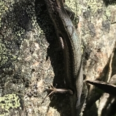 Pseudemoia entrecasteauxii (Woodland Tussock-skink) at Cotter River, ACT - 6 Mar 2021 by Tapirlord