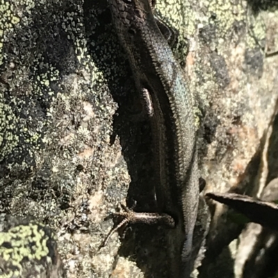 Pseudemoia entrecasteauxii (Woodland Tussock-skink) at Namadgi National Park - 6 Mar 2021 by Tapirlord