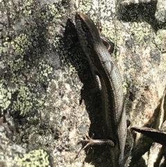 Pseudemoia entrecasteauxii at Cotter River, ACT - 7 Mar 2021