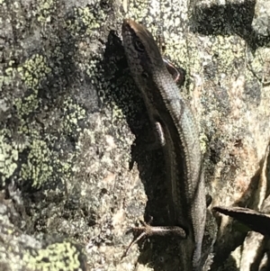 Pseudemoia entrecasteauxii at Cotter River, ACT - 7 Mar 2021