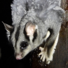 Petaurus norfolcensis (Squirrel Glider) at Wodonga Regional Park - 15 Mar 2021 by WingsToWander