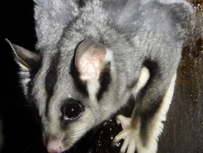 Petaurus norfolcensis (Squirrel Glider) at Wodonga Regional Park - 15 Mar 2021 by WingsToWander