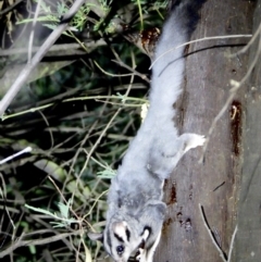 Petaurus norfolcensis at Wodonga Regional Park - 15 Mar 2021