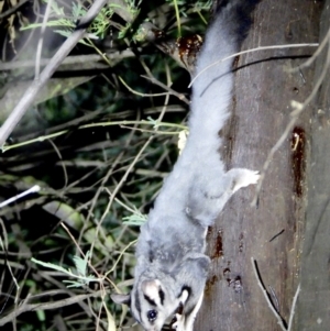 Petaurus norfolcensis at Wodonga Regional Park - 15 Mar 2021