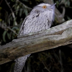 Podargus strigoides (Tawny Frogmouth) at Wodonga - 15 Mar 2021 by WingsToWander