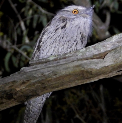 Podargus strigoides (Tawny Frogmouth) at Wodonga Regional Park - 15 Mar 2021 by WingsToWander