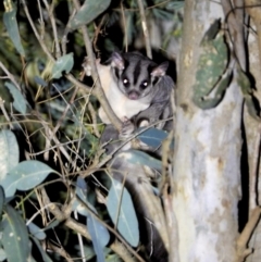 Petaurus norfolcensis (Squirrel Glider) at Bandiana, VIC - 15 Mar 2021 by WingsToWander