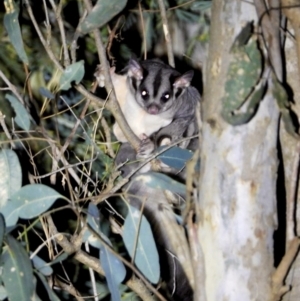 Petaurus norfolcensis at Bandiana, VIC - 15 Mar 2021 09:39 PM
