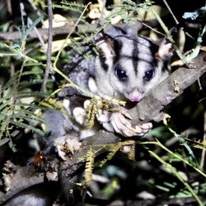 Petaurus norfolcensis at Wodonga Regional Park - 15 Mar 2021 09:44 PM