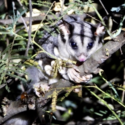 Petaurus norfolcensis (Squirrel Glider) at Wodonga - 15 Mar 2021 by WingsToWander