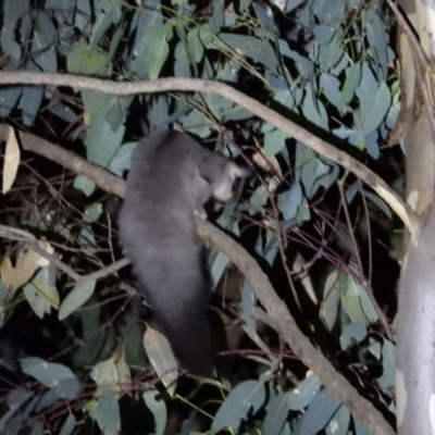 Petaurus norfolcensis (Squirrel Glider) at Wodonga Regional Park - 15 Mar 2021 by WingsToWander