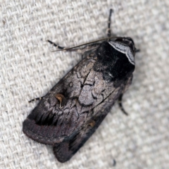 Proteuxoa restituta (Black-bodied Noctuid) at O'Connor, ACT - 15 Mar 2021 by ibaird