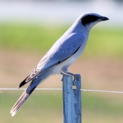 Coracina novaehollandiae (Black-faced Cuckooshrike) at WREN Reserves - 15 Mar 2021 by KylieWaldon