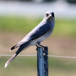 Coracina novaehollandiae at Wodonga, VIC - 15 Mar 2021