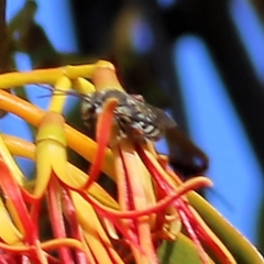 Halictidae (family) at Castle Creek, VIC - 15 Mar 2021 by KylieWaldon