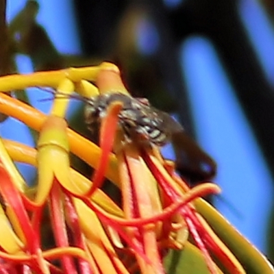 Halictidae (family) at Castle Creek, VIC - 15 Mar 2021 by KylieWaldon