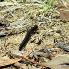 Ommatoiulus moreleti (Portuguese Millipede) at WREN Reserves - 14 Mar 2021 by Kyliegw