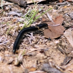 Ommatoiulus moreleti at Wodonga, VIC - 14 Mar 2021