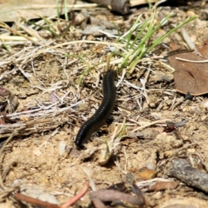 Ommatoiulus moreleti at Wodonga, VIC - 14 Mar 2021