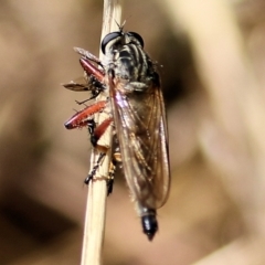 Asilinae sp. (subfamily) (Unidentified asiline Robberfly) at Wodonga - 14 Mar 2021 by Kyliegw