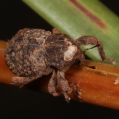 Cryptorhynchini sp. (tribe) (Unidentified cryptorhynchine weevil) at Paddys River, ACT - 12 Mar 2021 by kasiaaus