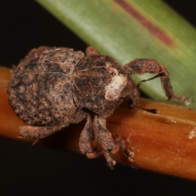 Cryptorhynchini (tribe) (Unidentified cryptorhynchine weevil) at Paddys River, ACT - 12 Mar 2021 by kasiaaus