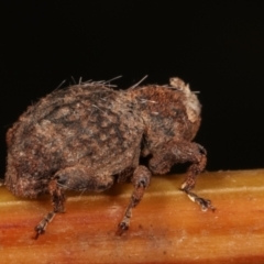 Cryptorhynchini sp. (tribe) at Paddys River, ACT - 12 Mar 2021