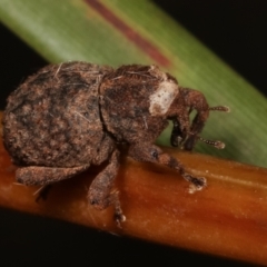 Cryptorhynchini sp. (tribe) at Paddys River, ACT - 12 Mar 2021