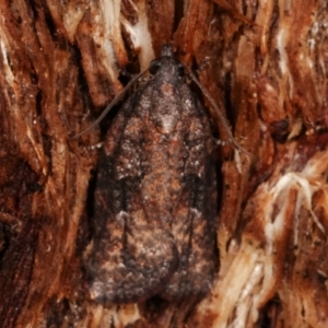 Tortricinae (subfamily) at Paddys River, ACT - 12 Mar 2021