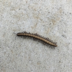 Diplopoda (class) (Unidentified millipede) at Narrabundah, ACT - 16 Mar 2021 by WindyHen