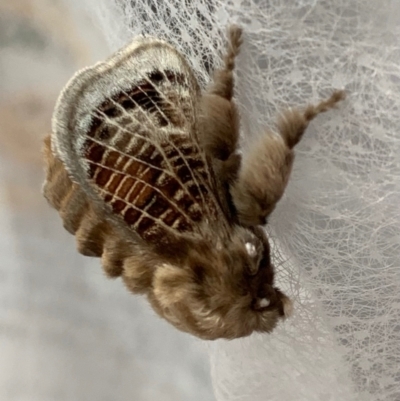 Doratifera vulnerans (Mottled Cup Moth) at Murrumbateman, NSW - 16 Mar 2021 by SimoneC