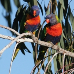 Trichoglossus moluccanus (Rainbow Lorikeet) at Albury - 16 Mar 2021 by PaulF