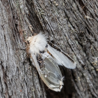 Oenosandra boisduvalii (Boisduval's Autumn Moth) at Black Mountain - 16 Mar 2021 by Roger