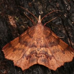 Rhinodia rostraria at Paddys River, ACT - 12 Mar 2021