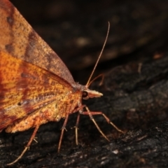 Rhinodia rostraria at Paddys River, ACT - 12 Mar 2021