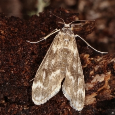 Hygraula nitens (Pond Moth) at Tidbinbilla Nature Reserve - 12 Mar 2021 by kasiaaus