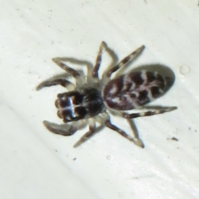 Unidentified Spider (Araneae) at Flynn, ACT - 16 Mar 2021 by Christine