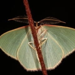 Chlorocoma (genus) (Emerald moth) at Paddys River, ACT - 12 Mar 2021 by kasiaaus