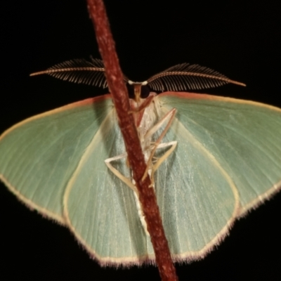 Chlorocoma (genus) (Emerald moth) at Tidbinbilla Nature Reserve - 12 Mar 2021 by kasiaaus