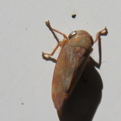 Unidentified Leafhopper or planthopper (Hemiptera, several families) at Cotter River, ACT - 15 Mar 2021 by Christine