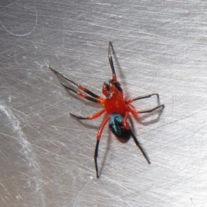 Nicodamidae (family) at Cotter River, ACT - 15 Mar 2021 02:29 PM