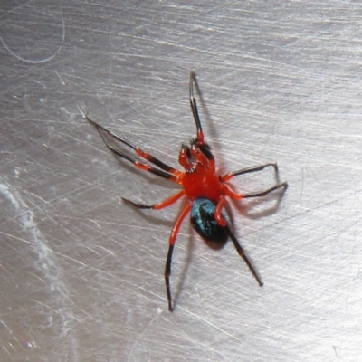 Nicodamidae (family) (Red and Black Spider) at Cotter River, ACT - 15 Mar 2021 by Christine