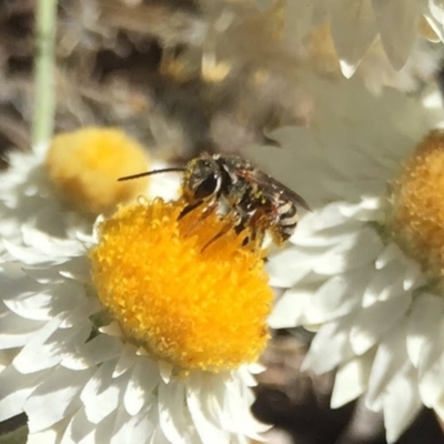 Lipotriches (Austronomia) phanerura (Halictid Bee) at Hackett, ACT - 6 Mar 2021 by WalterEgo