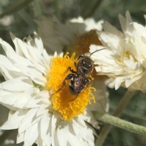 Lipotriches (Austronomia) phanerura at Hackett, ACT - 6 Mar 2021