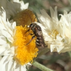 Lipotriches (Austronomia) phanerura at Hackett, ACT - 6 Mar 2021 03:54 PM