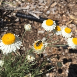 Lasioglossum (Chilalictus) sp. (genus & subgenus) at Hackett, ACT - 6 Mar 2021