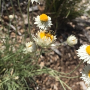 Lasioglossum (Chilalictus) sp. (genus & subgenus) at Hackett, ACT - 6 Mar 2021