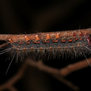 Epicoma melanospila at Paddys River, ACT - 12 Mar 2021 09:04 PM